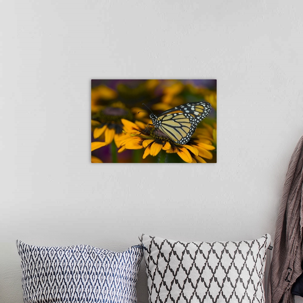A bohemian room featuring Monarch Butterfly, Danaus plexippus.