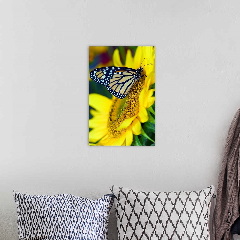 A bohemian room featuring Monarch Butterfly, Danaus plexippus.