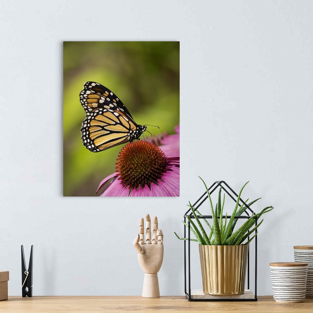 A bohemian room featuring Monarch butterfly on Echinacea flower.