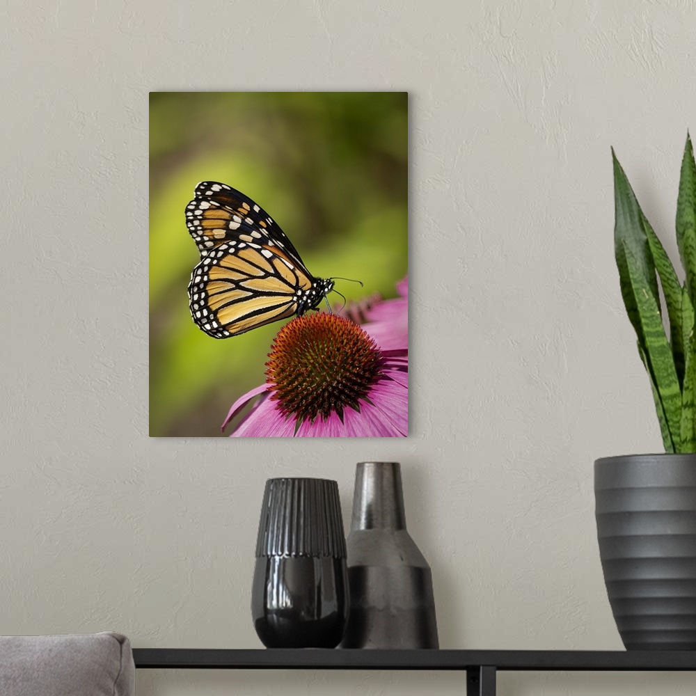 A modern room featuring Monarch butterfly on Echinacea flower.