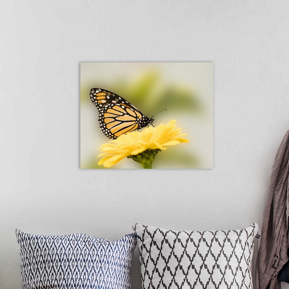 A bohemian room featuring Monarch butterfly on flower.