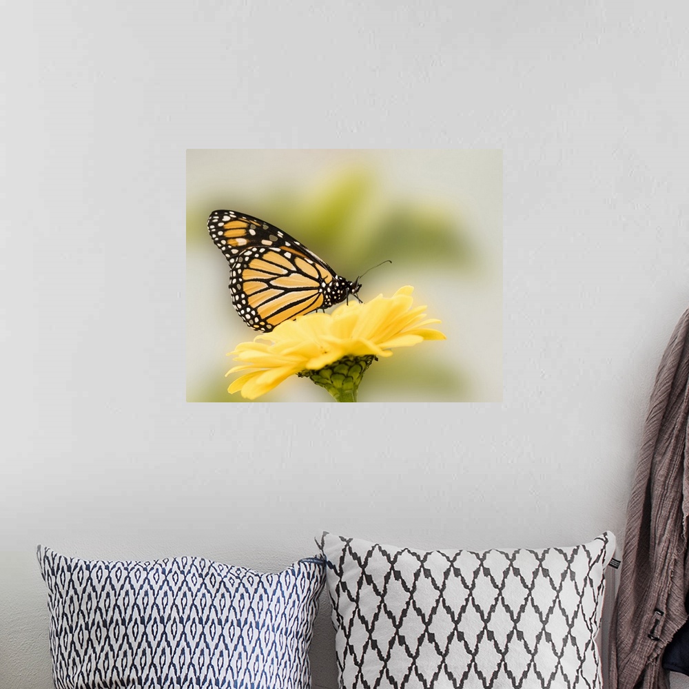A bohemian room featuring Monarch butterfly on flower.