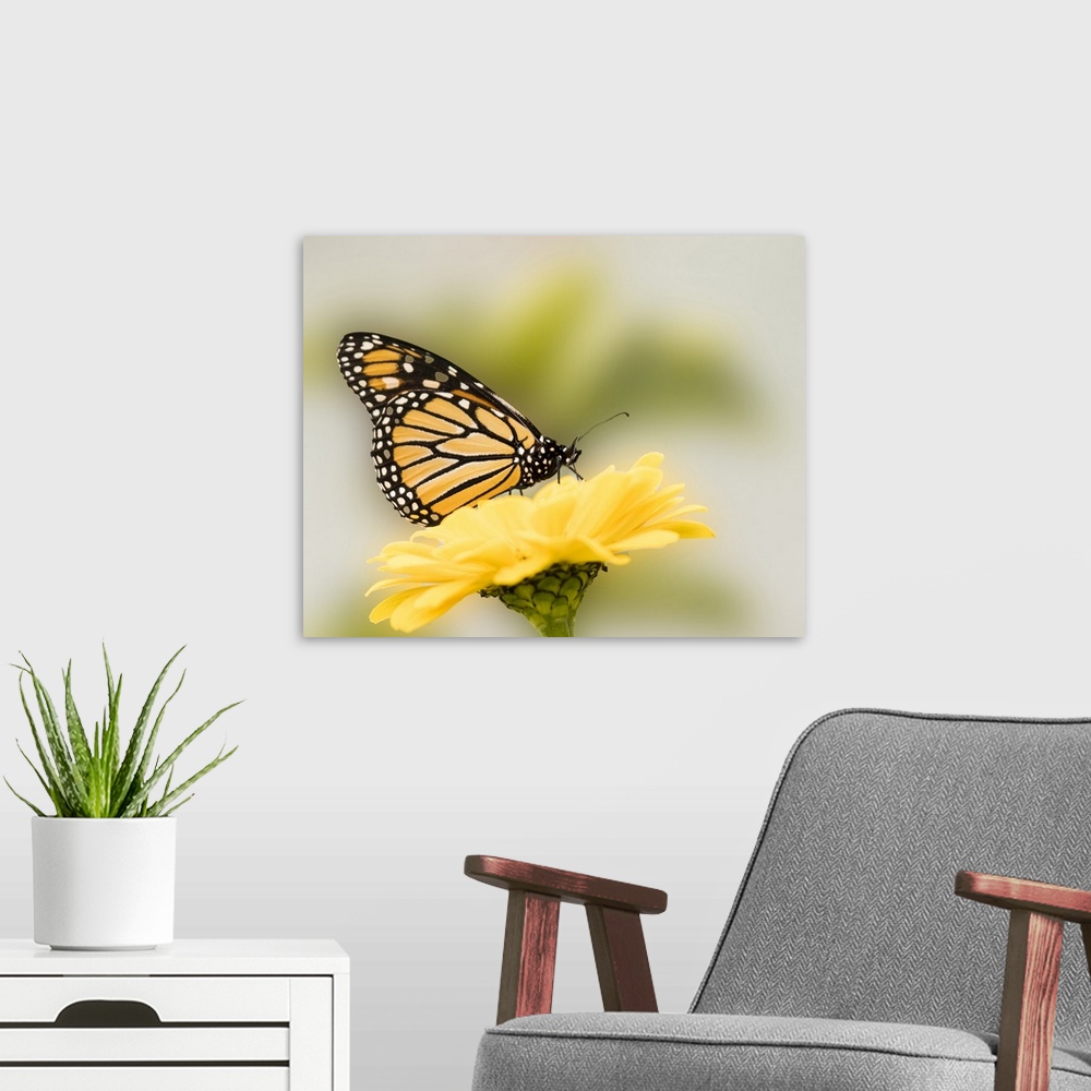 A modern room featuring Monarch butterfly on flower.