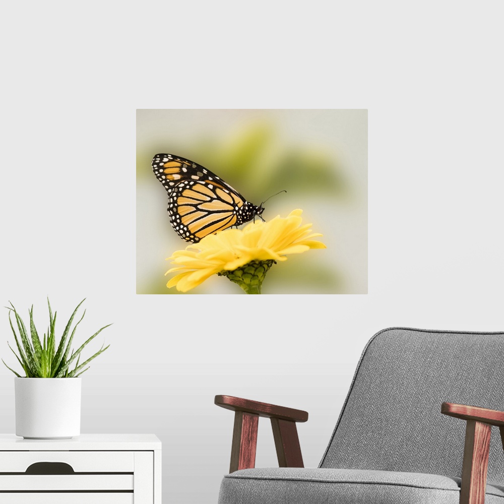 A modern room featuring Monarch butterfly on flower.