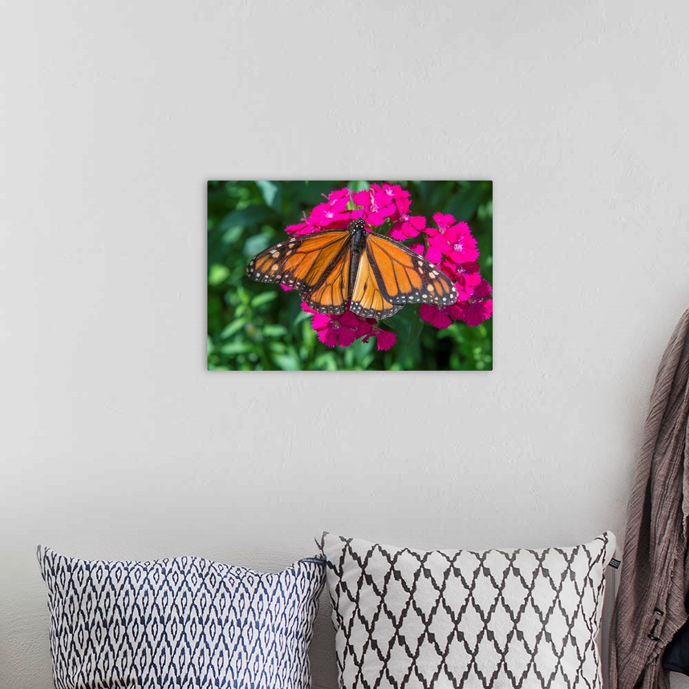 A bohemian room featuring Monarch butterfly, pink Dianthus, garden, USA