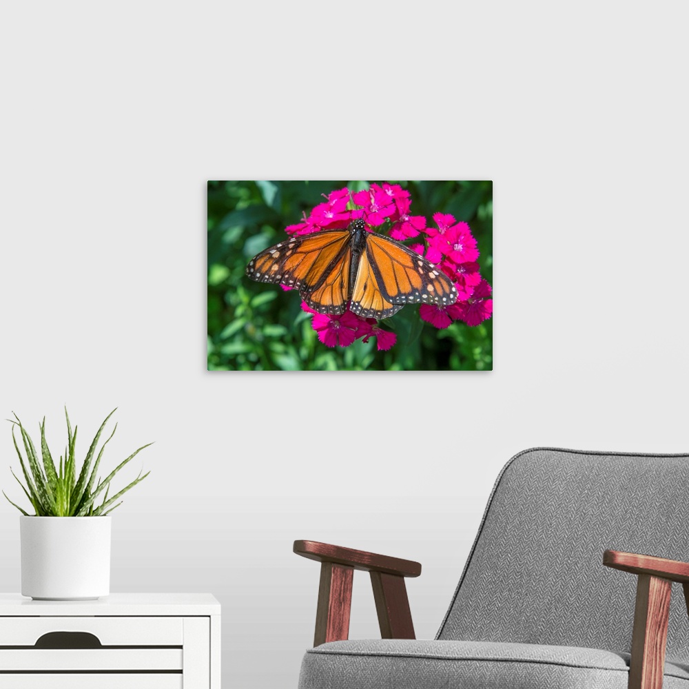 A modern room featuring Monarch butterfly, pink Dianthus, garden, USA