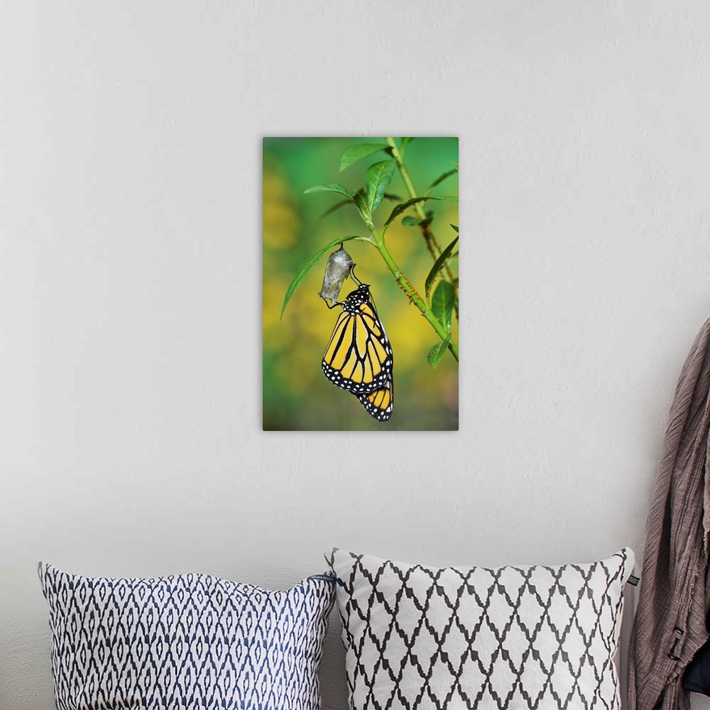A bohemian room featuring Monarch (Danaus plexippus), butterfly emerging from chrysalis on Tropical milkweed (Asclepias cur...