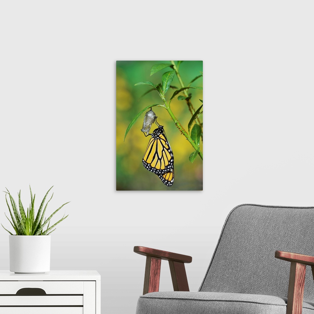 A modern room featuring Monarch (Danaus plexippus), butterfly emerging from chrysalis on Tropical milkweed (Asclepias cur...