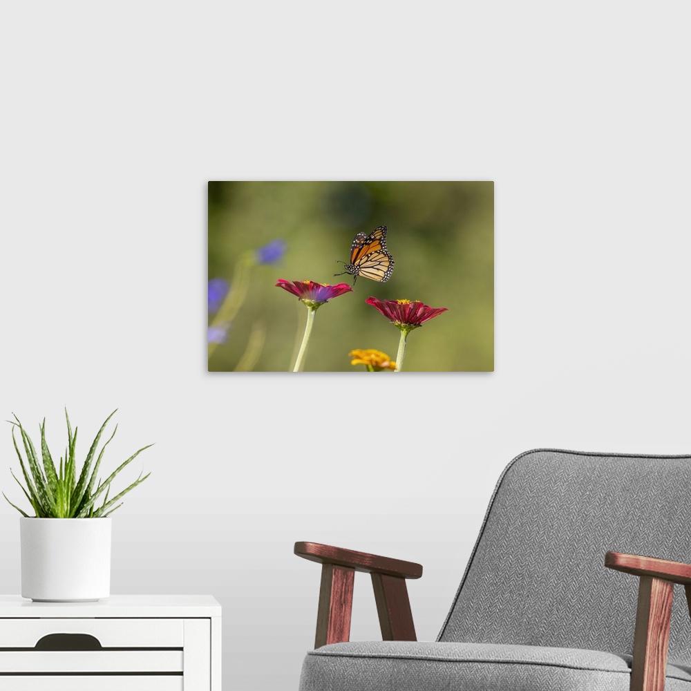 A modern room featuring Monarch flying. Nature, Fauna.
