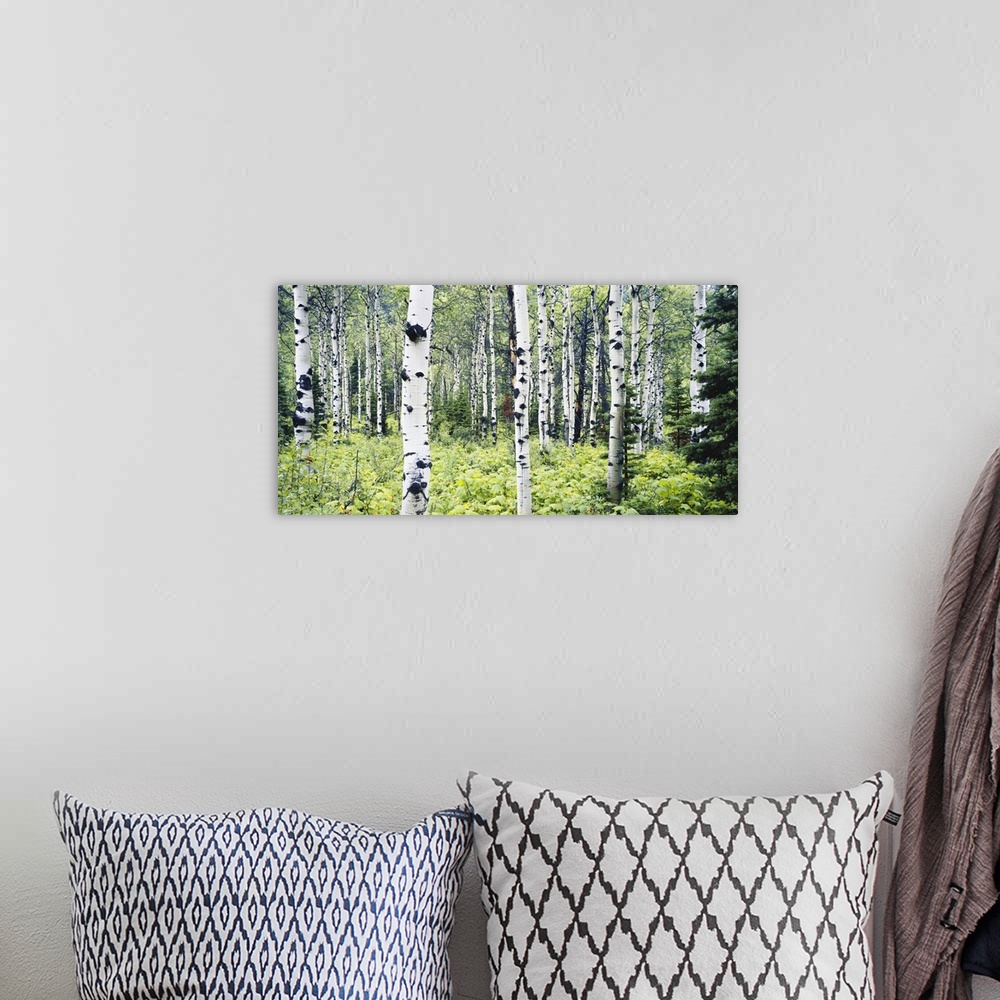 A bohemian room featuring Montana, Glacier National Park, Alpine forest of white birch trees