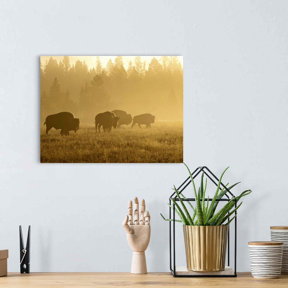 A bohemian room featuring North America, USA, Montana, Yellowstone NP, Bison in mist