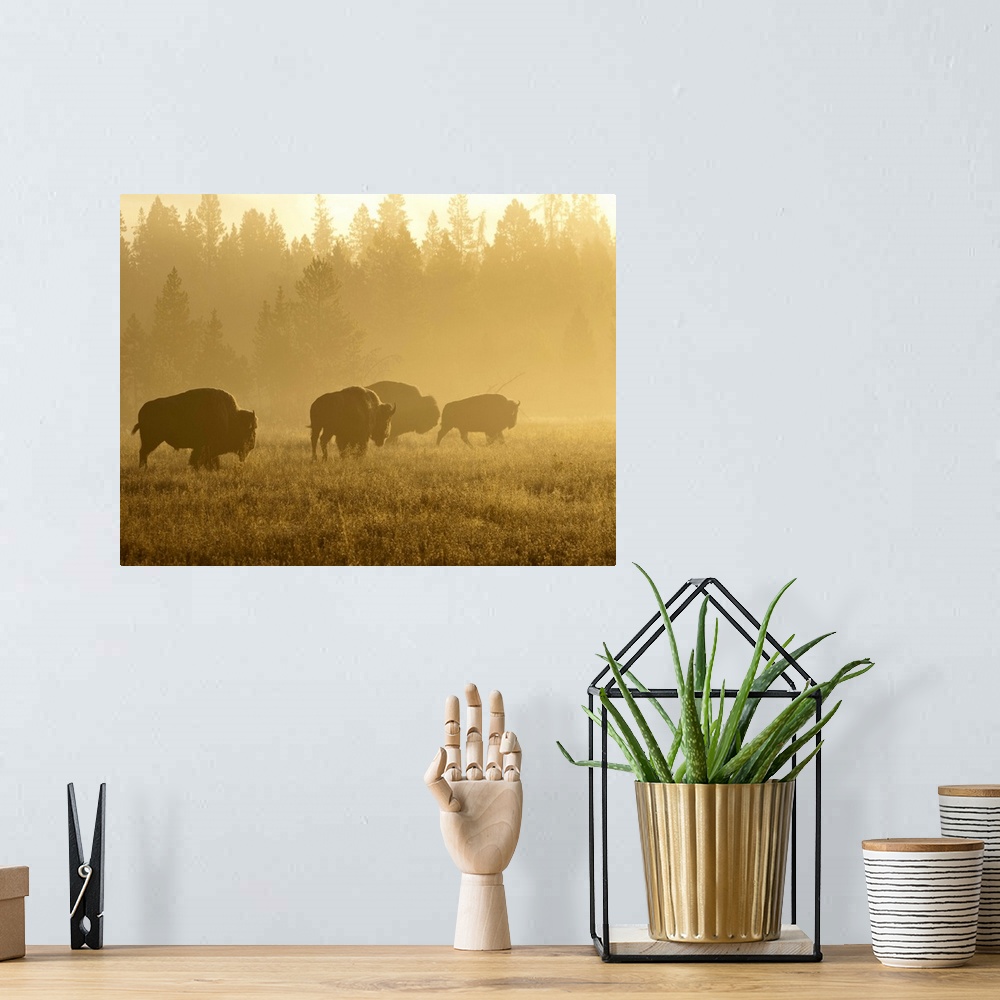 A bohemian room featuring North America, USA, Montana, Yellowstone NP, Bison in mist