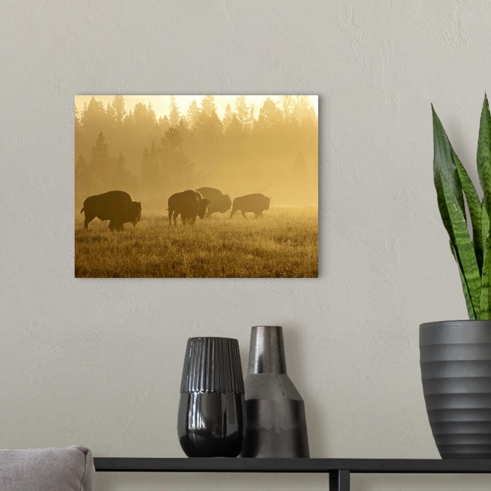A modern room featuring North America, USA, Montana, Yellowstone NP, Bison in mist