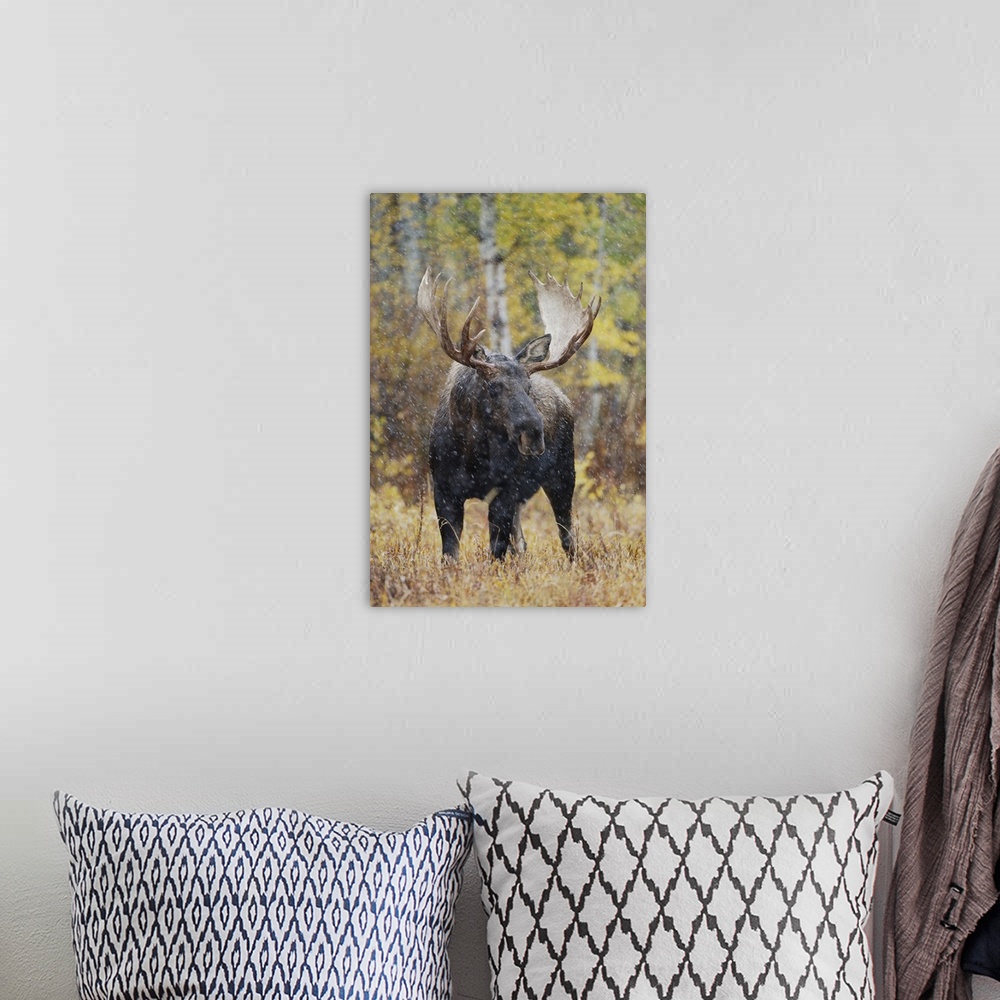 A bohemian room featuring Moose, Alces alces, bull in snowstorm with aspen trees in background in fallcolors, Grand Teton N...