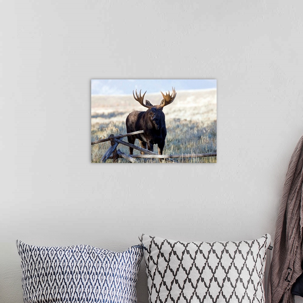 A bohemian room featuring Wyoming, Grand Teton National Park, Bull Moose, (Alces alces).