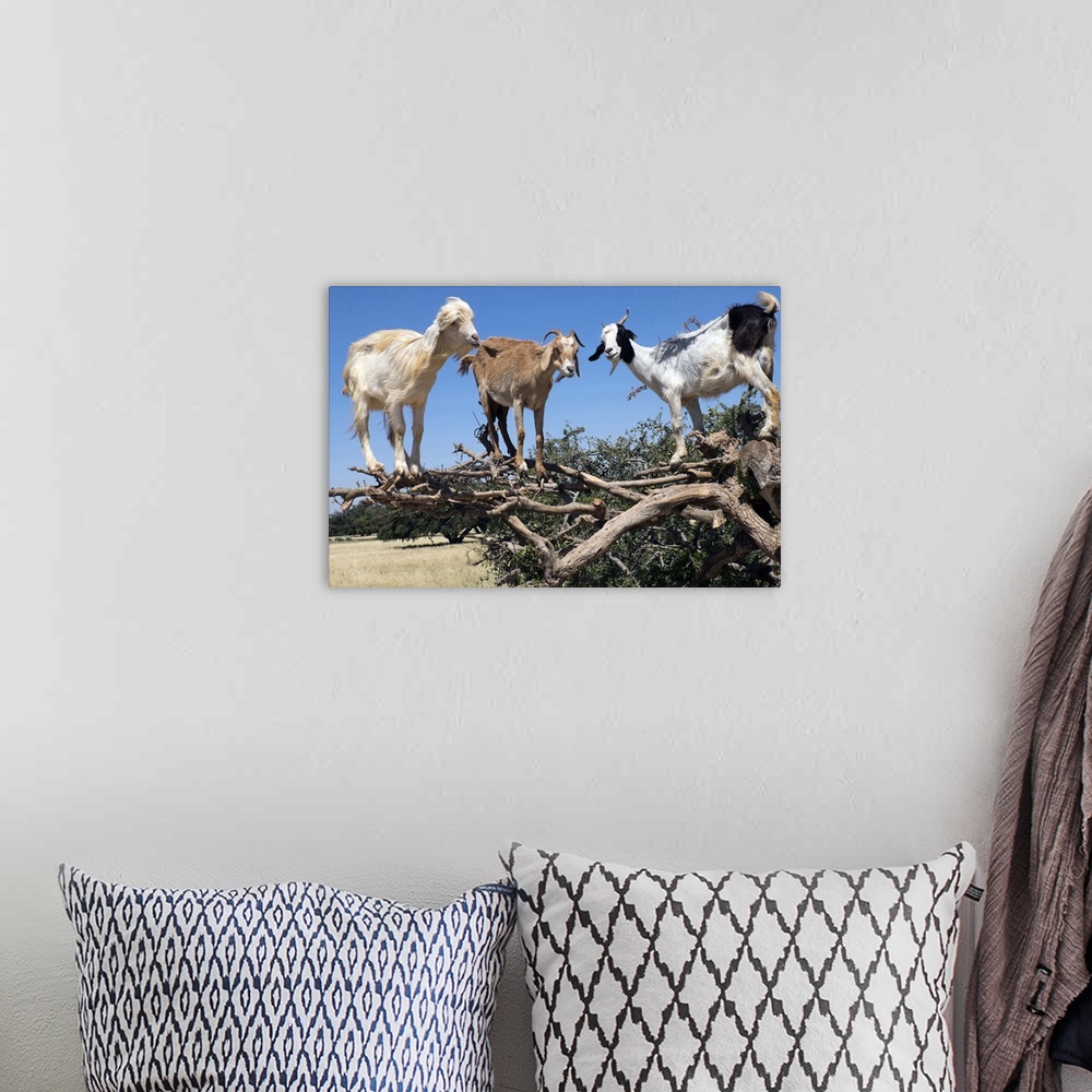 A bohemian room featuring Morocco, road to Essaouira, goats climbing in Argan trees.