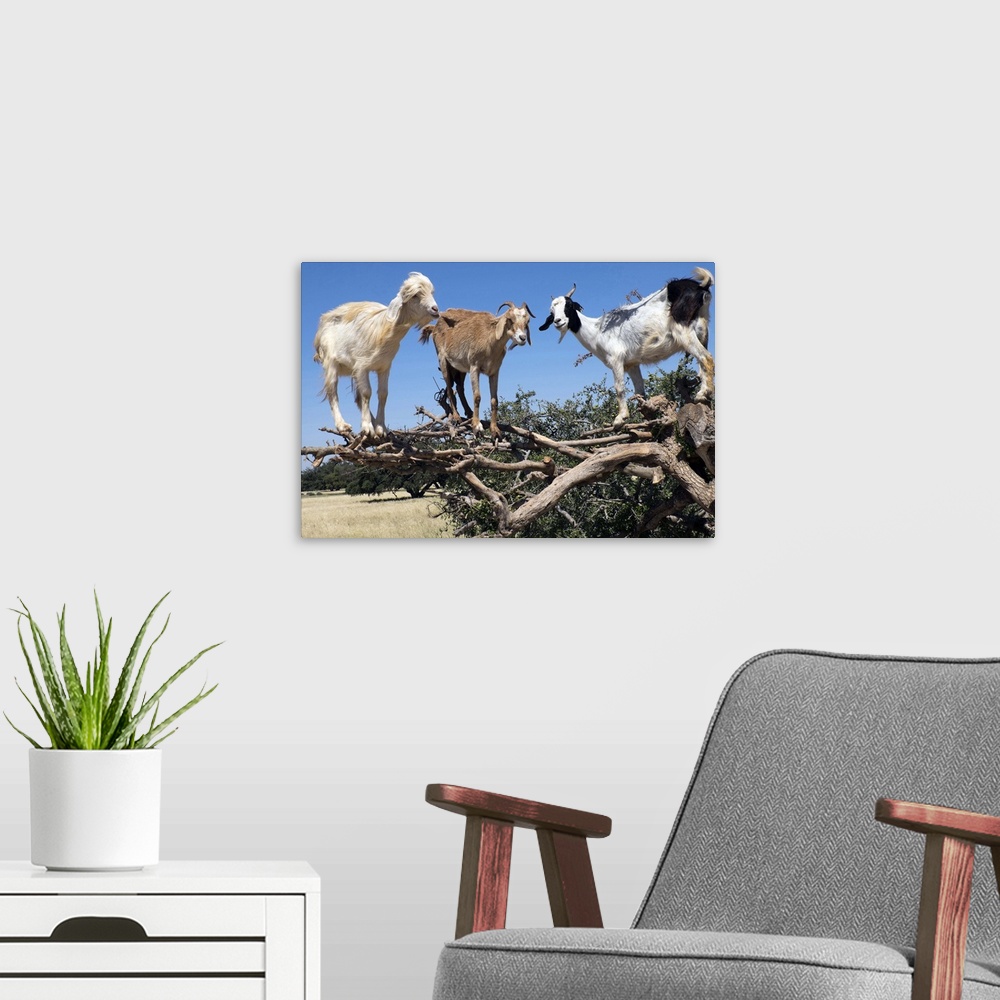 A modern room featuring Morocco, road to Essaouira, goats climbing in Argan trees.