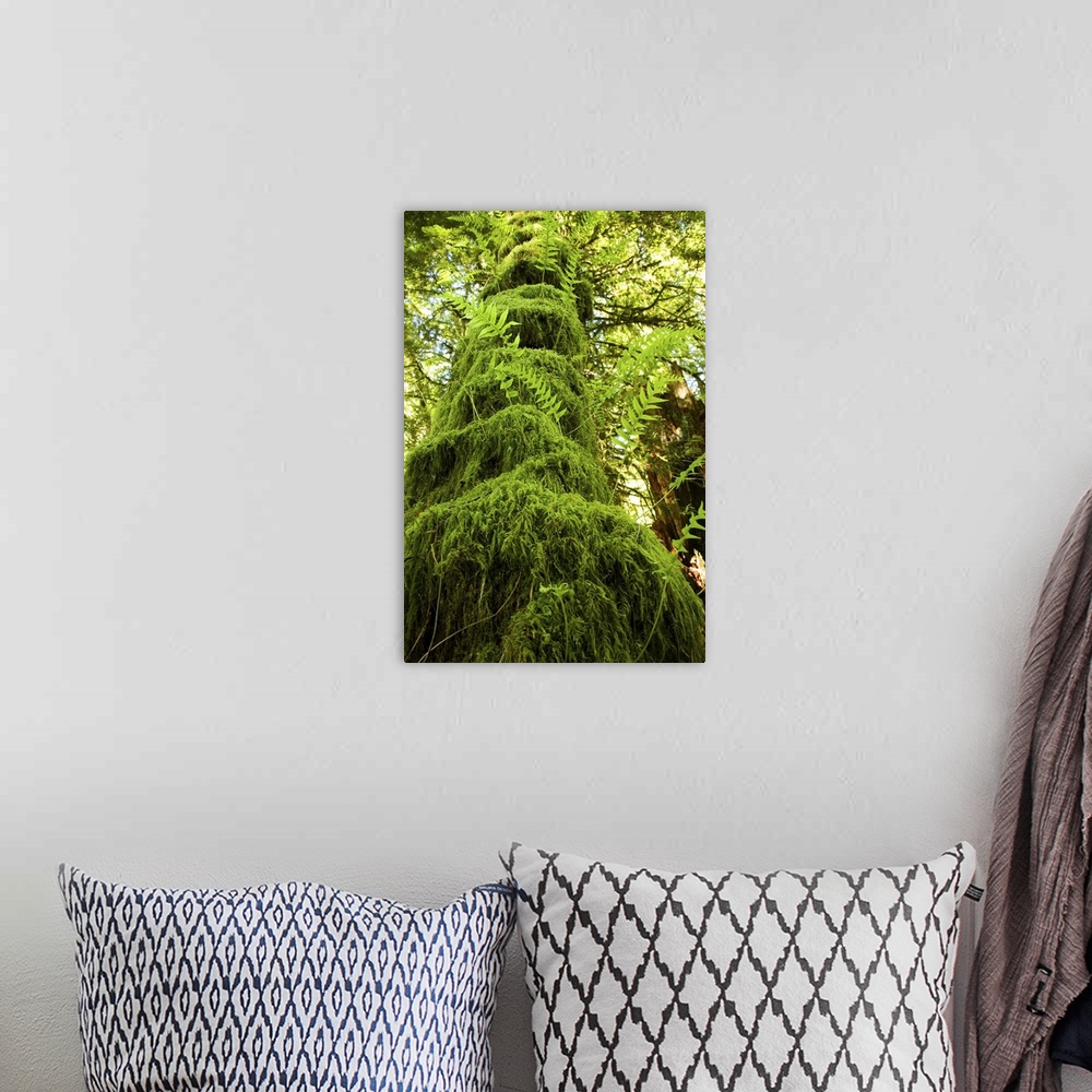 A bohemian room featuring Mossy tree, Gibsons, BC, Canada