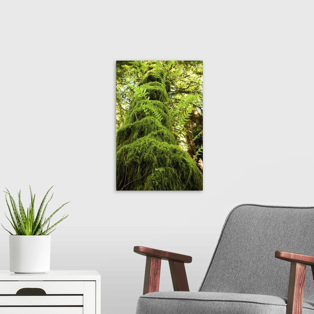 A modern room featuring Mossy tree, Gibsons, BC, Canada