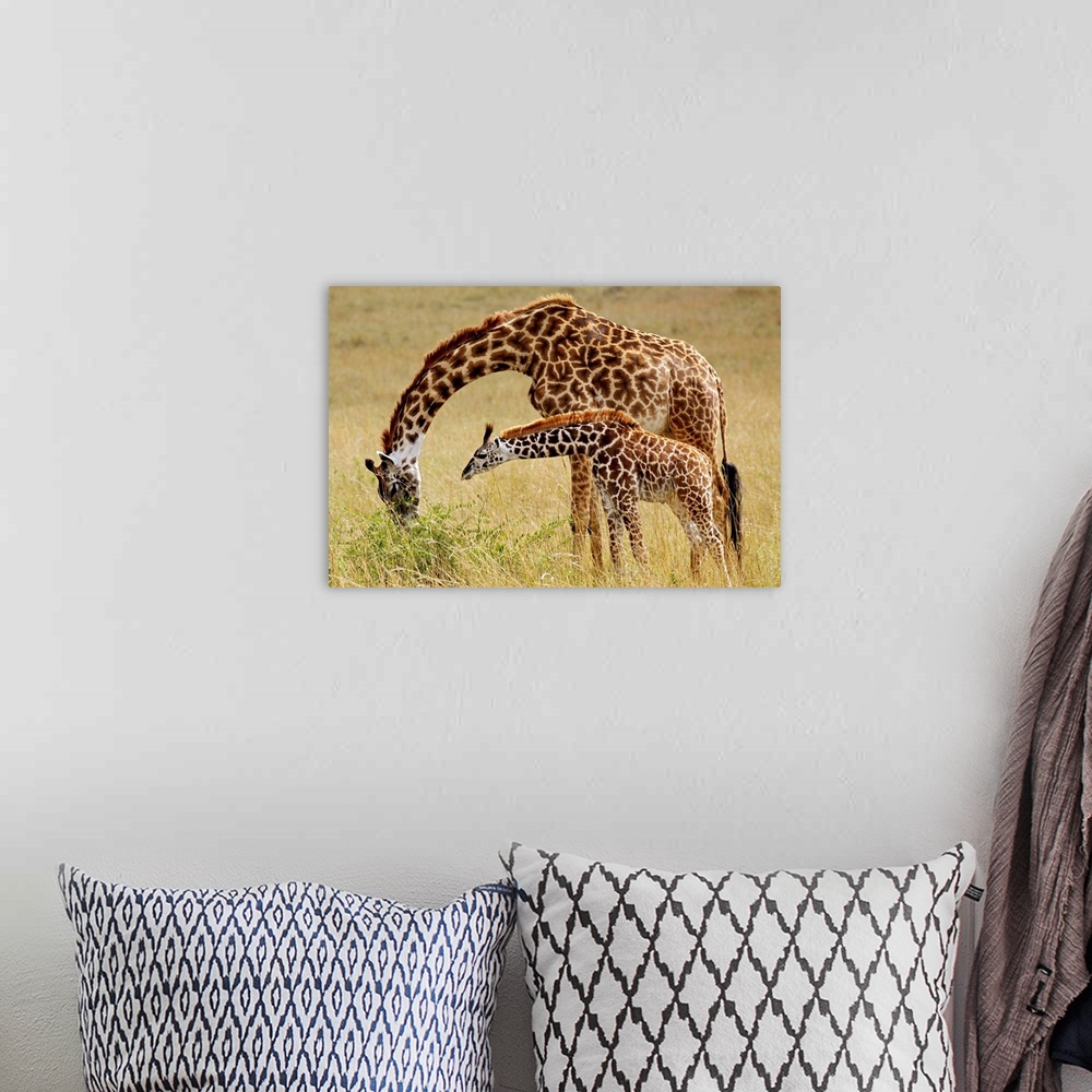 A bohemian room featuring Mother and baby Masai Giraffe, Giraffa camelopardalis tippelskirchi, Masai Mara Game Reserve, Kenya.