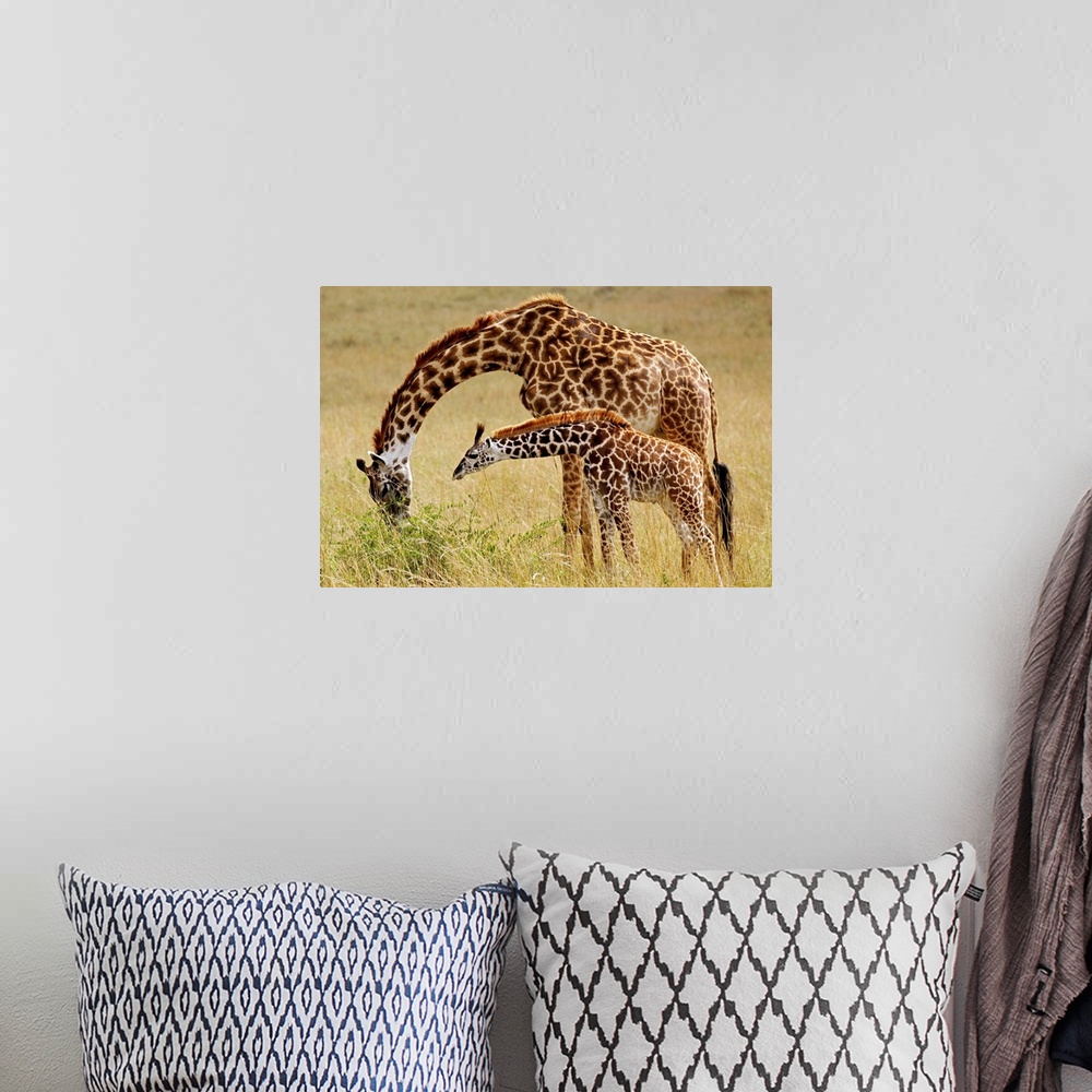 A bohemian room featuring Mother and baby Masai Giraffe, Giraffa camelopardalis tippelskirchi, Masai Mara Game Reserve, Kenya.