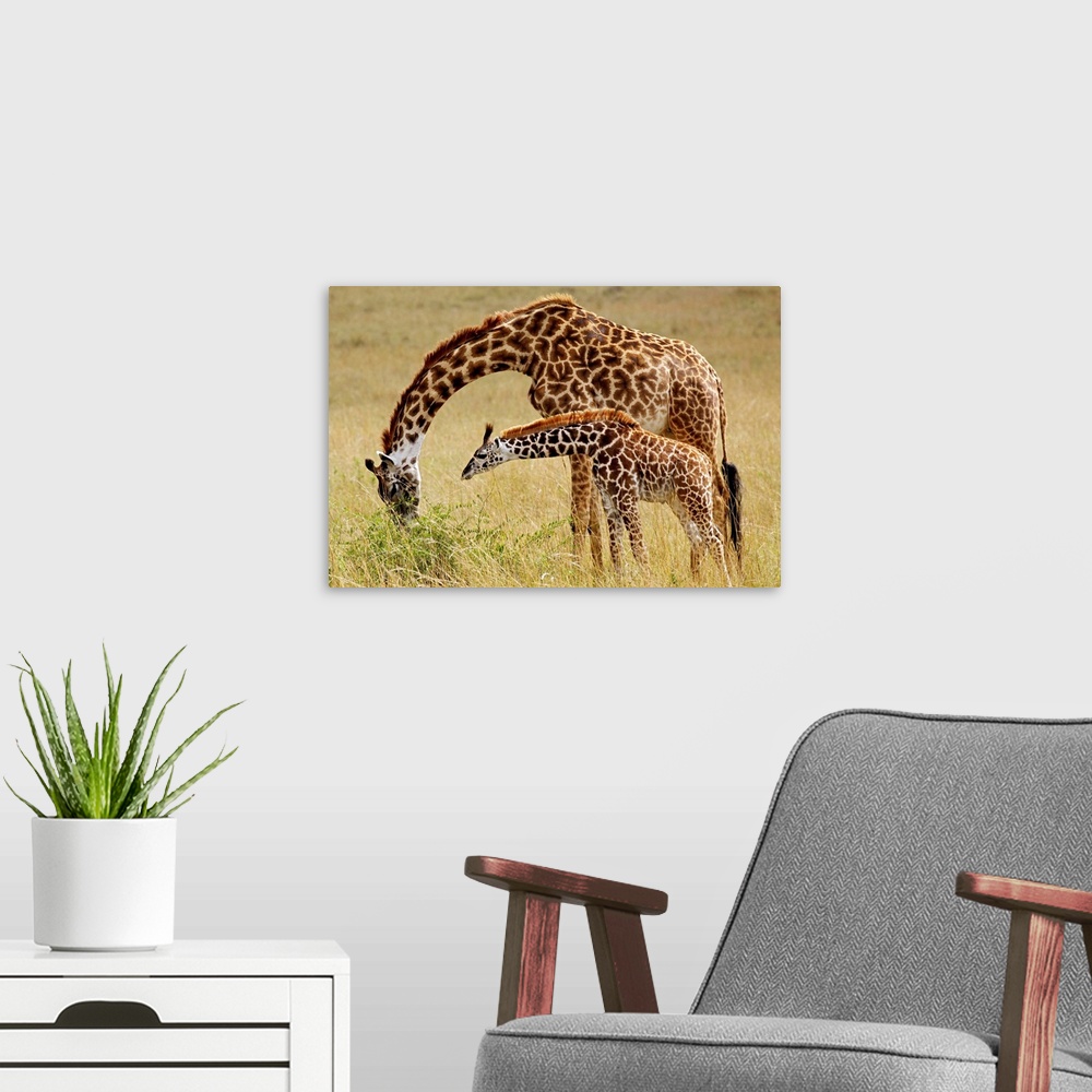 A modern room featuring Mother and baby Masai Giraffe, Giraffa camelopardalis tippelskirchi, Masai Mara Game Reserve, Kenya.