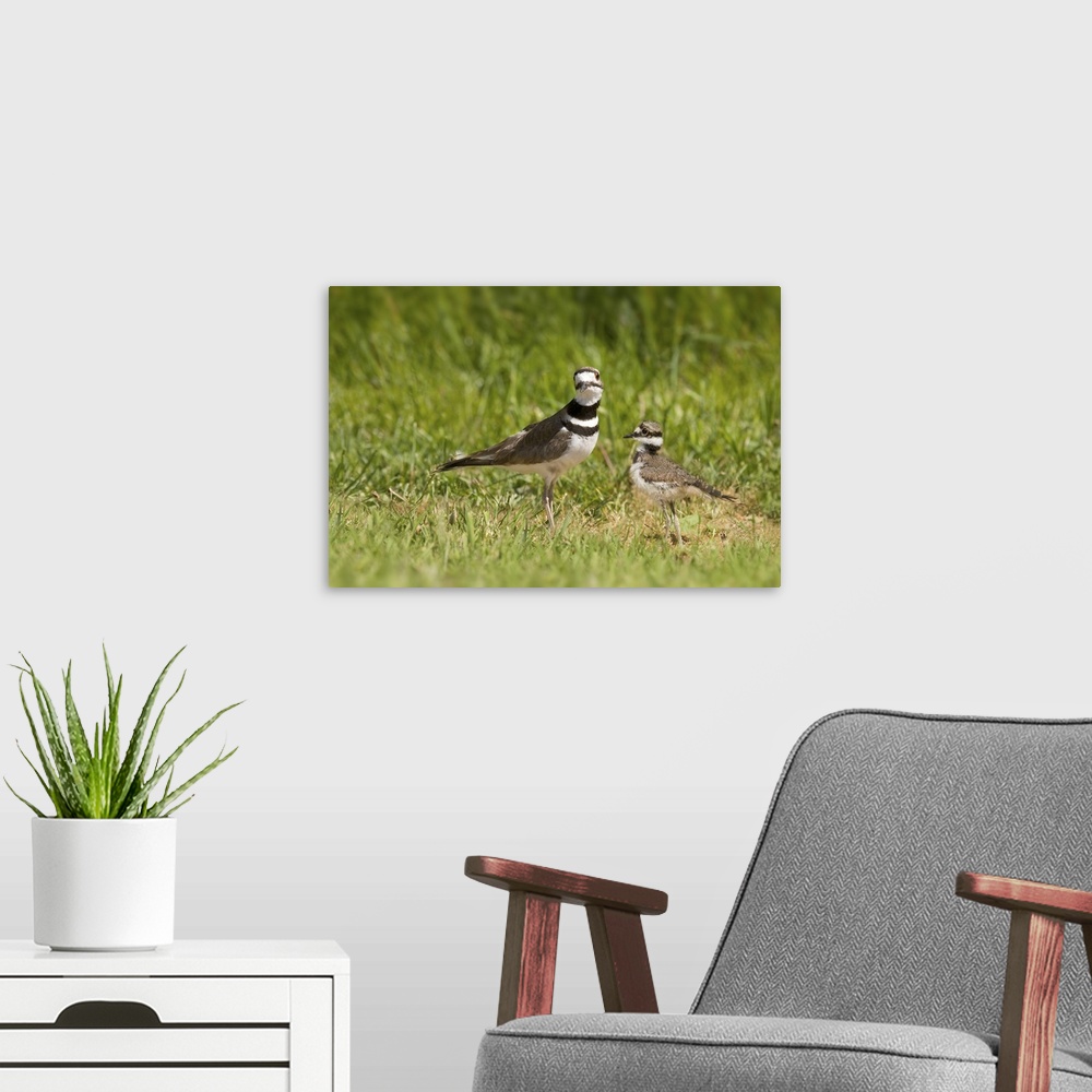 A modern room featuring Mother killdeer bird and her chick.