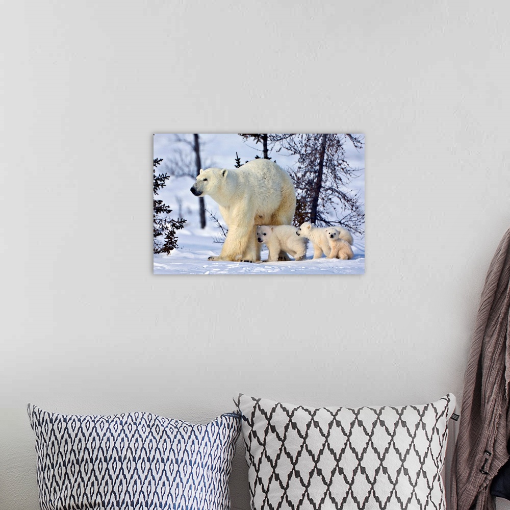 A bohemian room featuring Mother polar bear with three cubs on the tundra, Wapusk National Park, Manitoba, Canada.