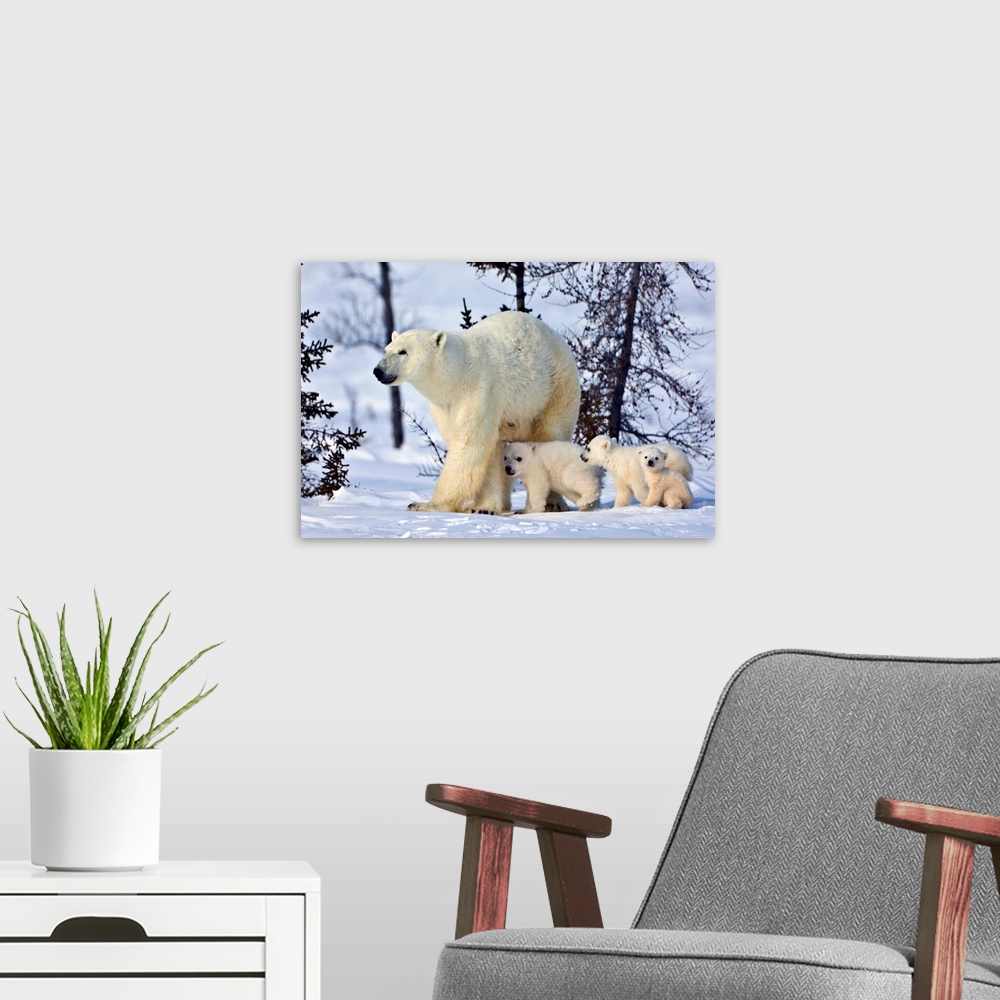 A modern room featuring Mother polar bear with three cubs on the tundra, Wapusk National Park, Manitoba, Canada.