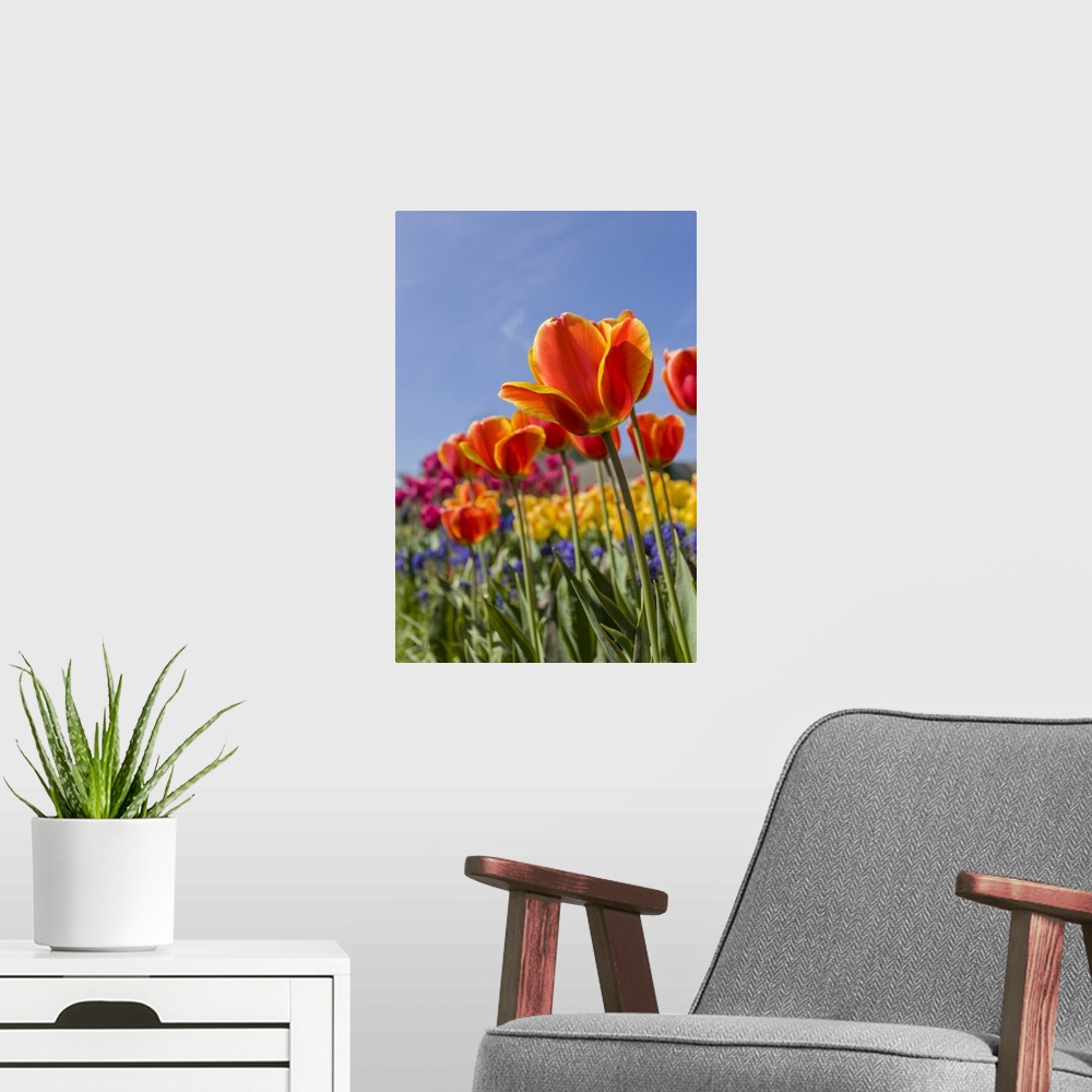 A modern room featuring Mount Vernon, Washington State, USA. Tulip garden as seen from underneath. United States, Washing...