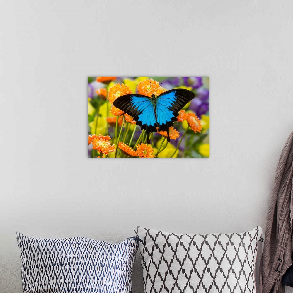 A bohemian room featuring Mountain Blue Butterfly, Papilio ulysses.