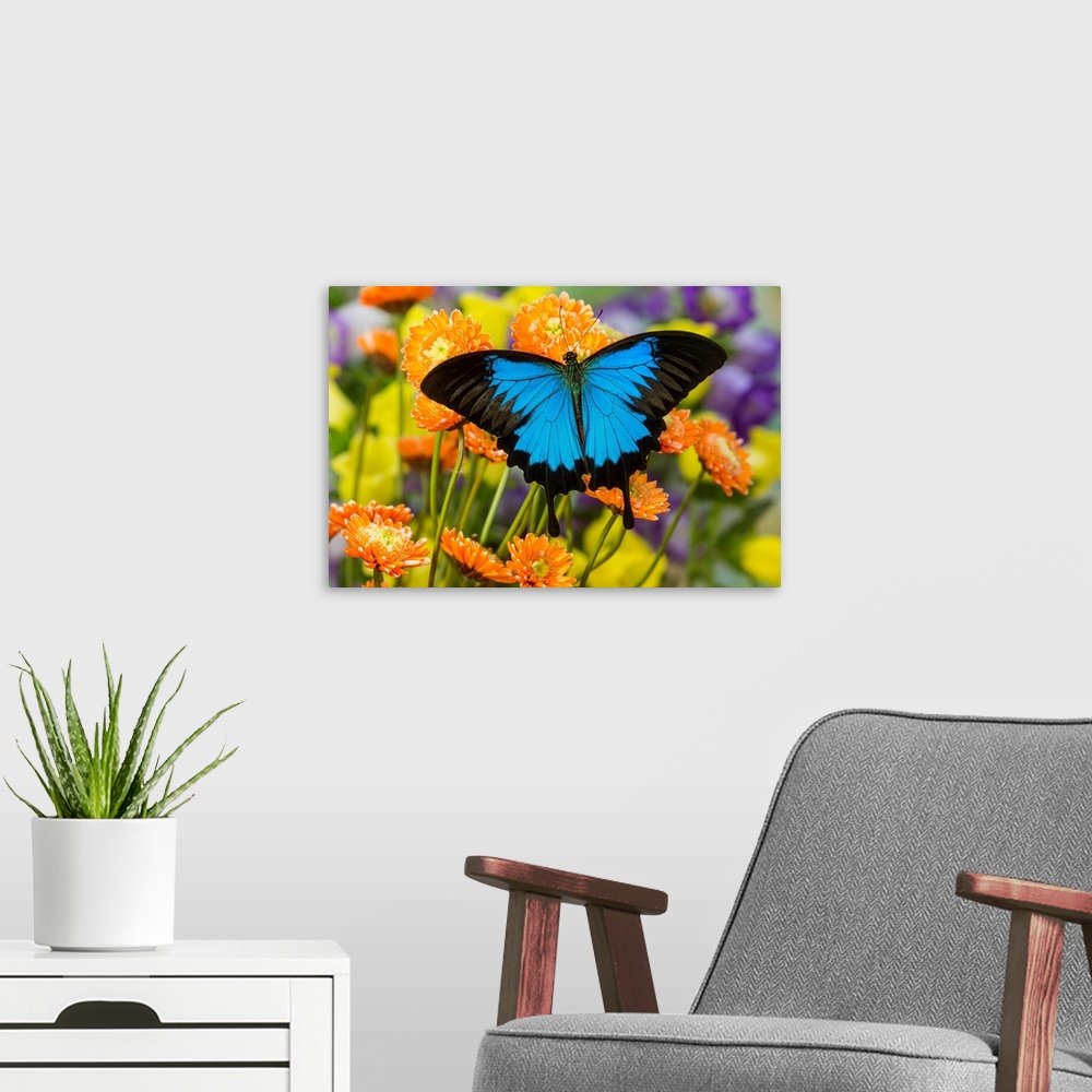 A modern room featuring Mountain Blue Butterfly, Papilio ulysses.
