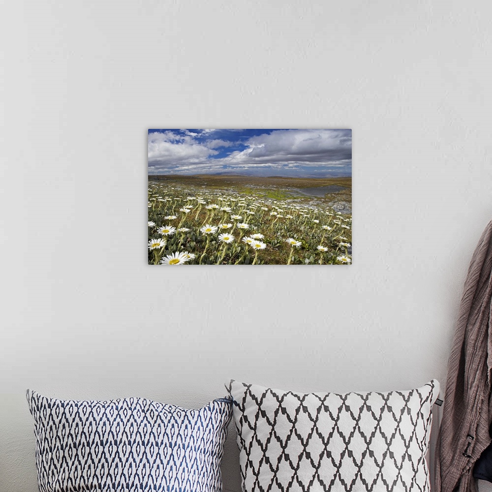 A bohemian room featuring Mountain Daisies, Old Woman Conservation Area, Central Otago, South Island, New Zealand