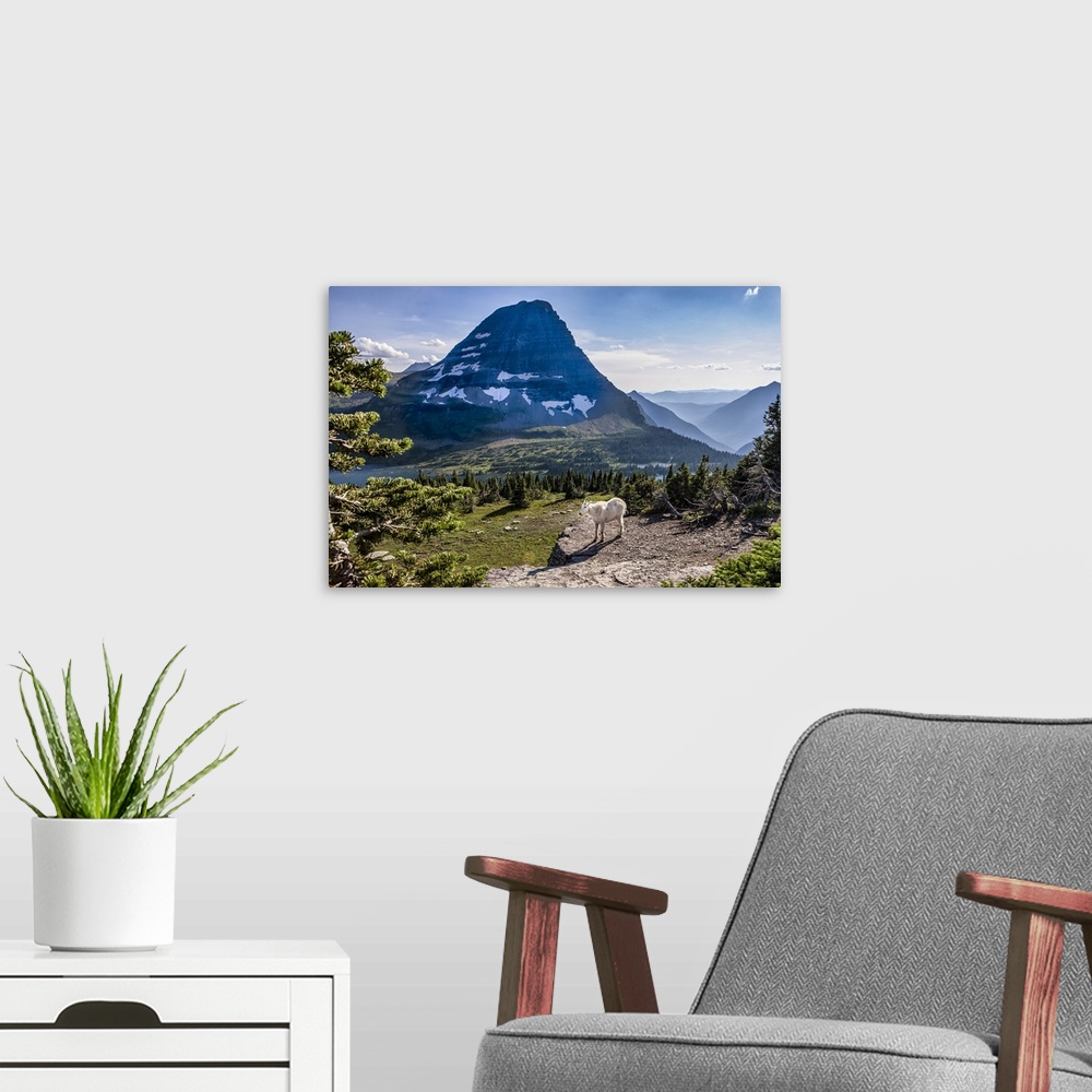 A modern room featuring Mountain Goat in front of Bearhat Mountain and Hidden Lake. Glacier National Park. Montana. USA.
