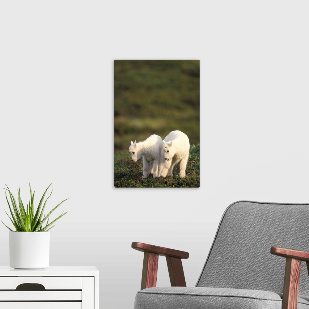 A modern room featuring Mountain Goats (Oreamnos americanus), pair of young kids at Exit Glacier, Kenai Fjords National P...