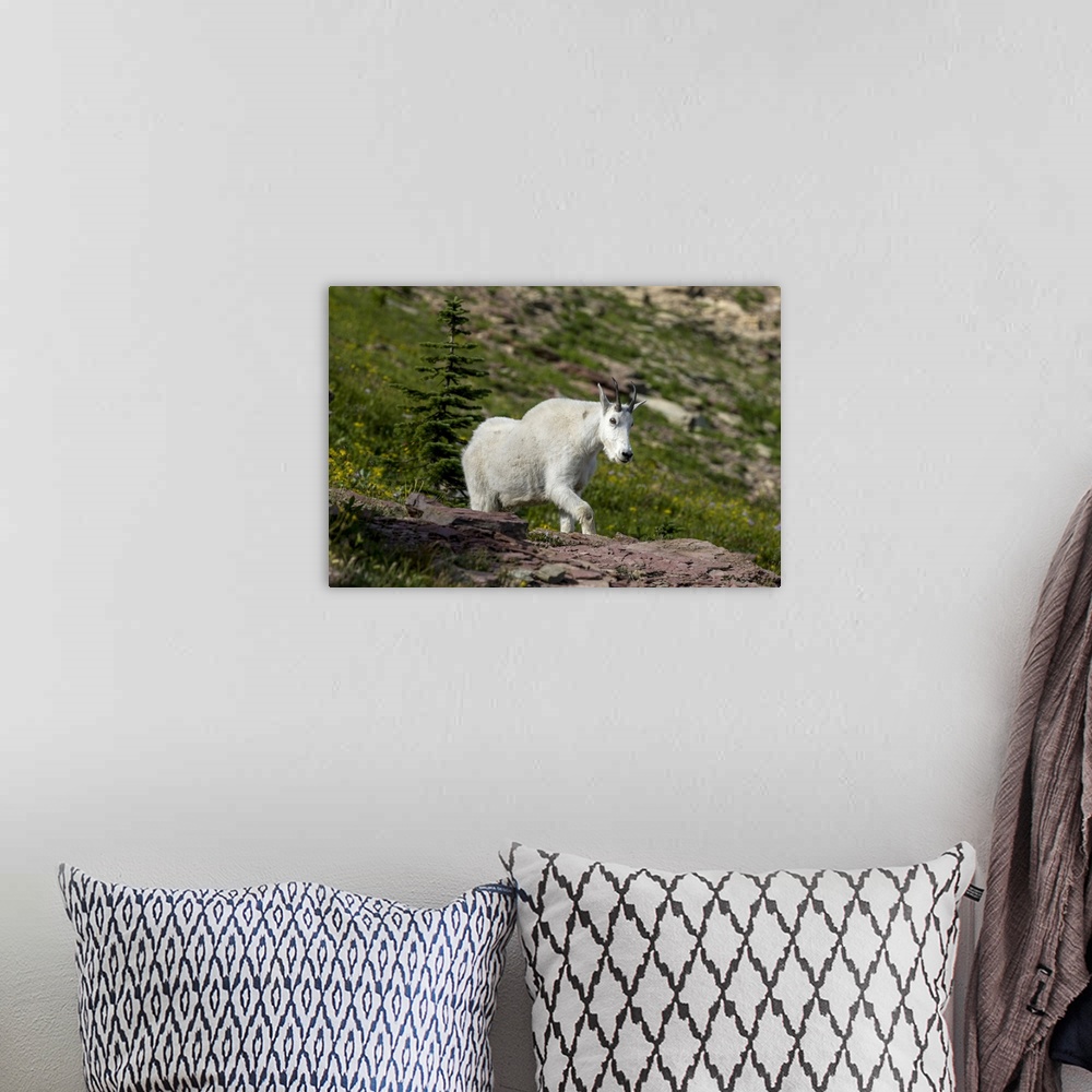 A bohemian room featuring Mountain Goat on the Hillside. Glacier National Park. Montana. USA.