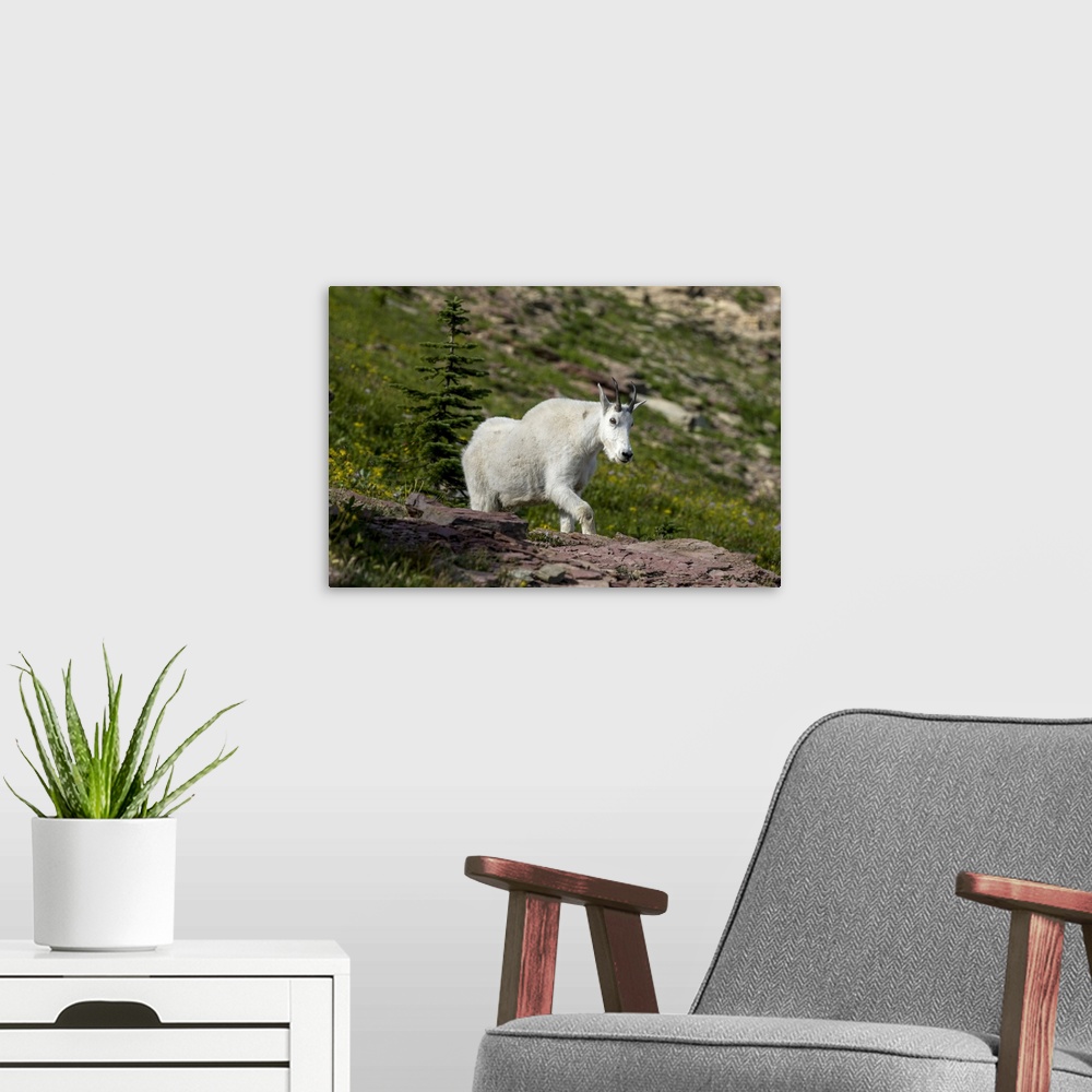 A modern room featuring Mountain Goat on the Hillside. Glacier National Park. Montana. USA.