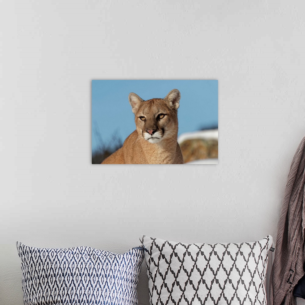 A bohemian room featuring Mountain Lion in snow, (Captive) Montana-Puma concolor