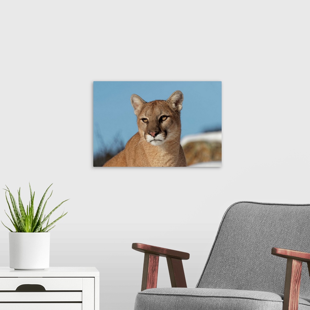 A modern room featuring Mountain Lion in snow, (Captive) Montana-Puma concolor