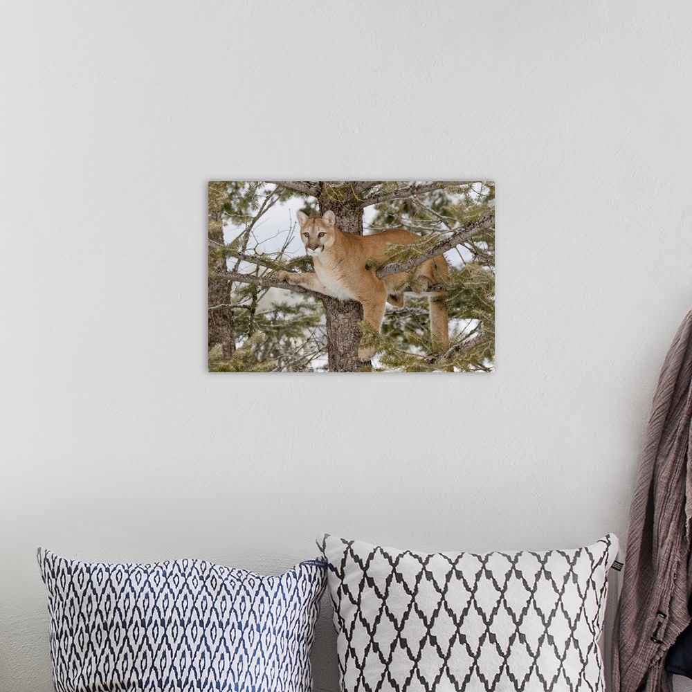 A bohemian room featuring Mountain Lion in tree, (Captive) Montana-Puma concolor