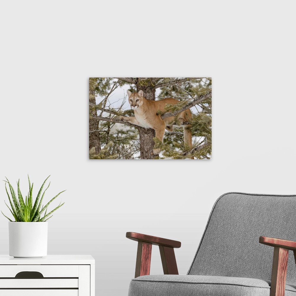 A modern room featuring Mountain Lion in tree, (Captive) Montana-Puma concolor