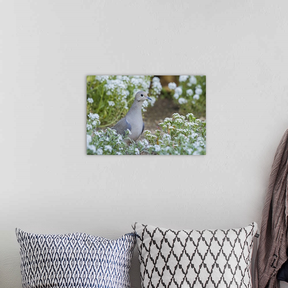 A bohemian room featuring Mourning dove. Nature, Fauna.