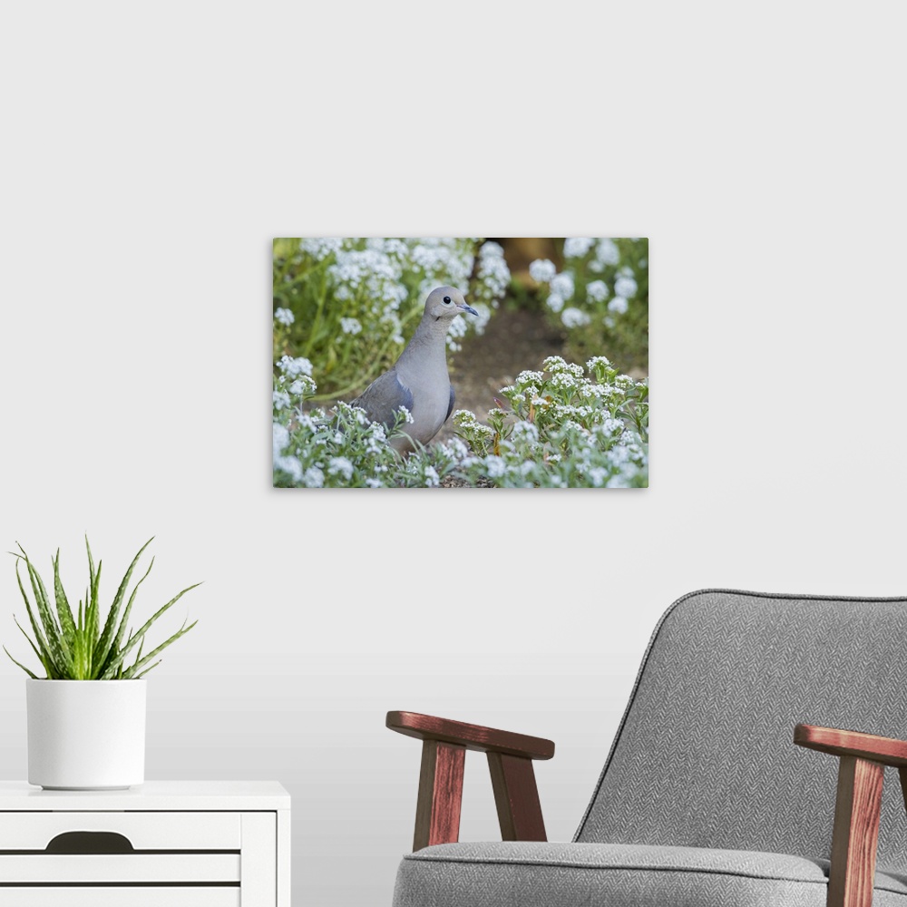 A modern room featuring Mourning dove. Nature, Fauna.