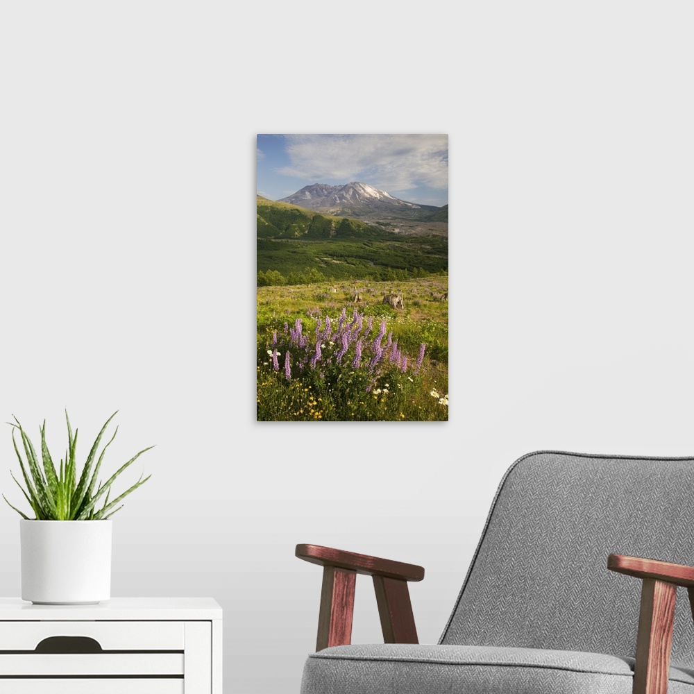 A modern room featuring Washington, Mt. St. Helens National Volcanic Monument, Mt. St. Helens with lupine and wildflowers...