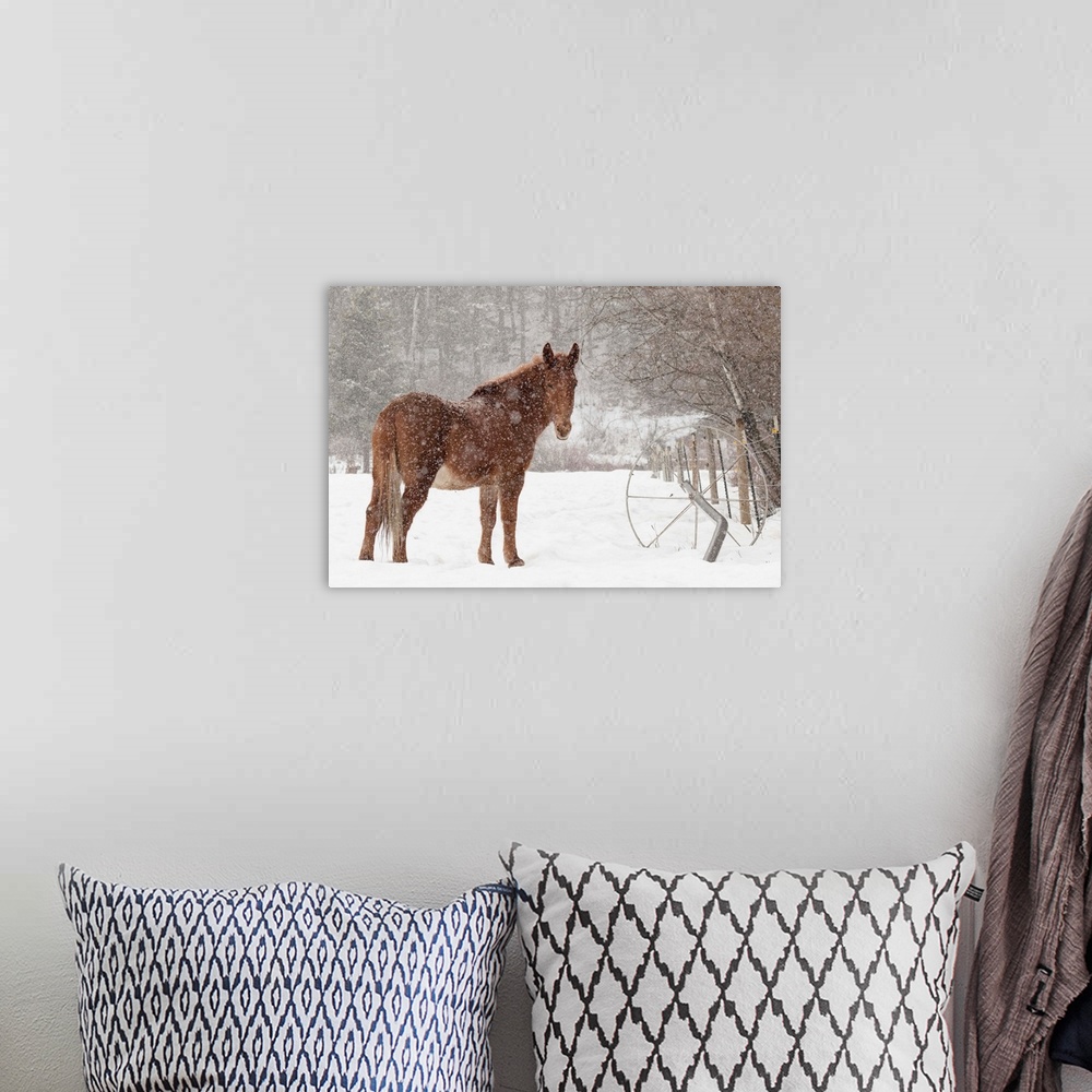 A bohemian room featuring Mule and falling snow, Kalispell, Montana
