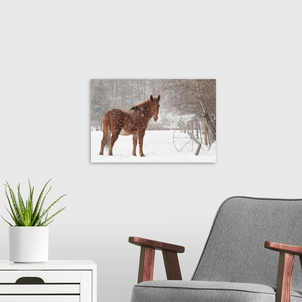 A modern room featuring Mule and falling snow, Kalispell, Montana