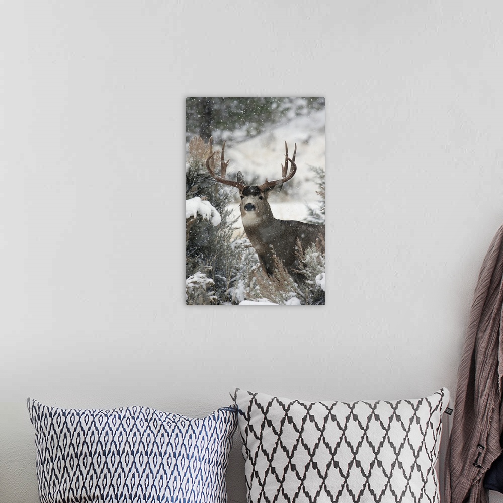 A bohemian room featuring Mule deer buck.