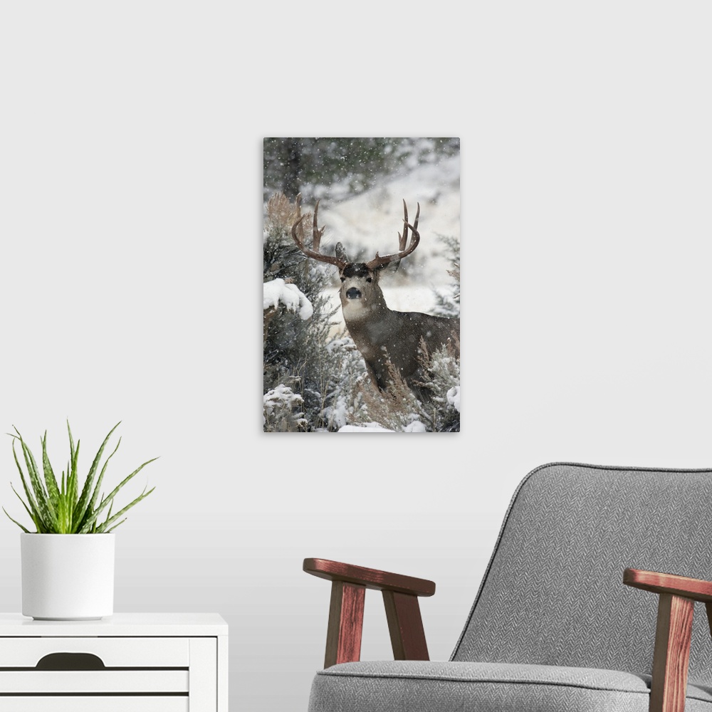 A modern room featuring Mule deer buck.