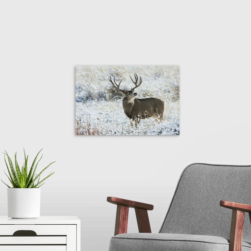 A modern room featuring Mule Deer Buck. Nature, Fauna.