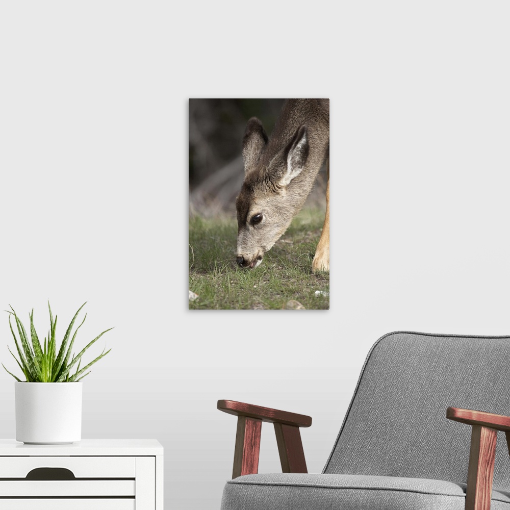 A modern room featuring Mule Deer fawn (Odocoileus hemionus), Jasper National Park, Alberta, Canada